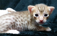 Female Chocolate Ocicat Kitten