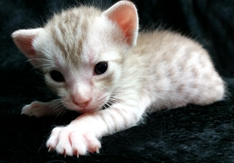 Chocolate Silver Ocicats For Adoption