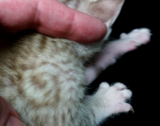 Chocolate Silver Ocicat For Sale