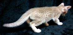 Fawn Ocicat Breeder Near Me