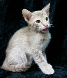 Fawn Ocicat with tongue out