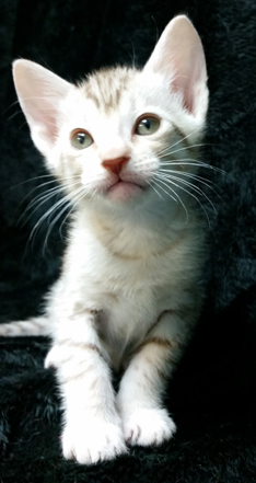 Chocolate Silver Ocicats For Adoption