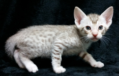 Chocolate Silver Ocicat For Sale