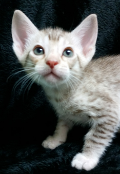 Chocolate Silver Ocicat For Sale