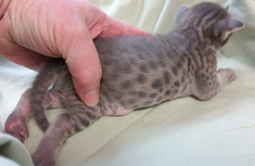 Blue Ocicat For Adoption