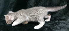 Blue Ocicat For Adoption