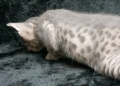 Blue Ocicat For Adoption