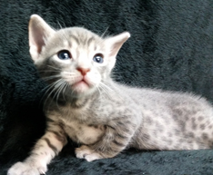 Blue Ocicat For Adoption