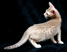 Fawn Ocicat Breeder Near Me