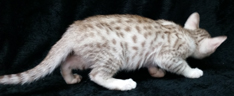 Chocolate Silver Ocicats For Adoption