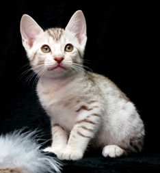 Chocolate Silver Ocicats For Adoption