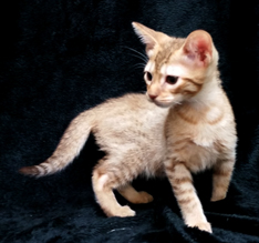 Cinnamon Ocicat For Adoption