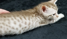 Chocolate Silver Ocicat Kittens For Sale