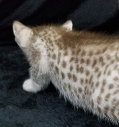 Chocolate Silver Ocicat Kittens For Sale