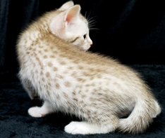 Chocolate Silver Ocicat Kitten