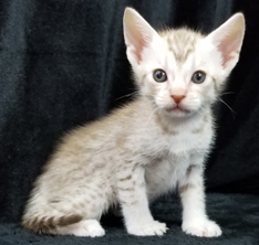 Chocolate Silver Ocicat Kitten