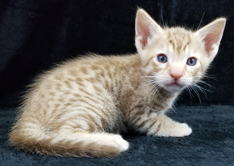 Cinnamon Spotted Ocicat Hypoallergenic Cat