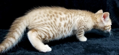Cinnamon Spotted Ocicat Hypoallergenic Cat