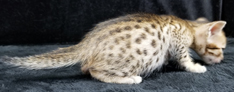 Chocolate Spotted Ocicat Kitten Allergy Free Cat