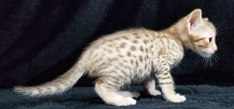 Chocolate Spotted Ocicat Kitten Allergy Free Cat