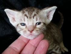 Chocolate Silver Spotted Ocicat