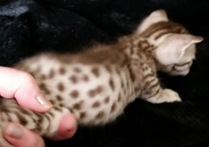 Chocolate Silver Spotted Ocicat