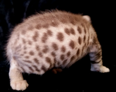 Chocolate Spotted Ocicat Less Allergic Cat