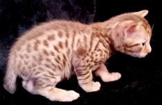 Chocolate Spotted Ocicat Less Allergic Cat