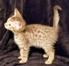 Chocolate Spotted Ocicat Less Allergic Cat