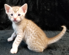 Cinnamon Silver Ocicat Kitten For Sale