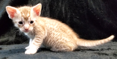 Cinnamon Silver Ocicat Kitten For Sale