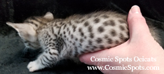 Ebony Silver Ocicat