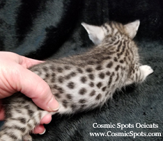 Ebony Silver Ocicat