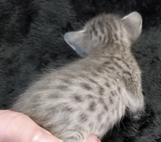 Blue Ocicat Kitten For Adoption