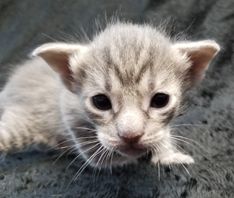 Blue Ocicat Kitten For Adoption