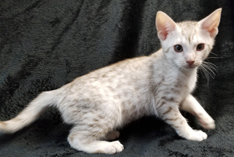 Cinnamon Silver Spotted Ocicat Kitten