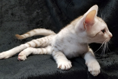 Cinnamon Silver Spotted Ocicat Kitten