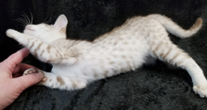 Cinnamon Silver Spotted Ocicat Kitten