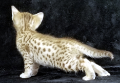 Chocolate Ocicat Kitten Allergy Friendly Cats