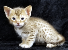 Chocolate Ocicat Kitten Allergy Friendly Cats