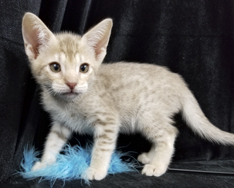 Cats For Allergic People Fawn Ocicat Kitten 