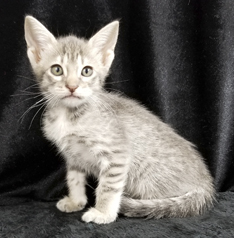 Blue Ocicat Kitten For Adoption