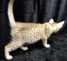 Cinnamon Silver Ocicat Kitten For Sale