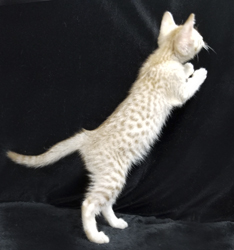 Cinnamon Silver Ocicat Kitten For Sale