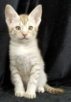 Cinnamon Silver Ocicat Kitten For Sale