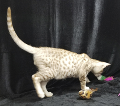 Cinnamon Silver Ocicat Kitten For Sale