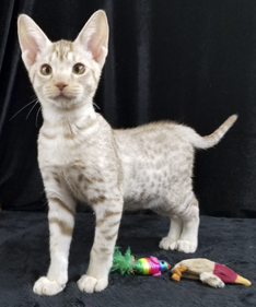 Cinnamon Silver Ocicat Kitten For Sale