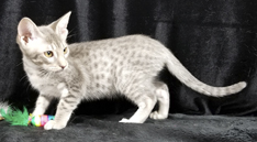 Blue Ocicat Kitten For Adoption