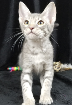 Blue Ocicat Kitten For Adoption