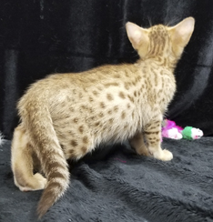 Chocolate Ocicat Kitten Allergy Friendly Cats